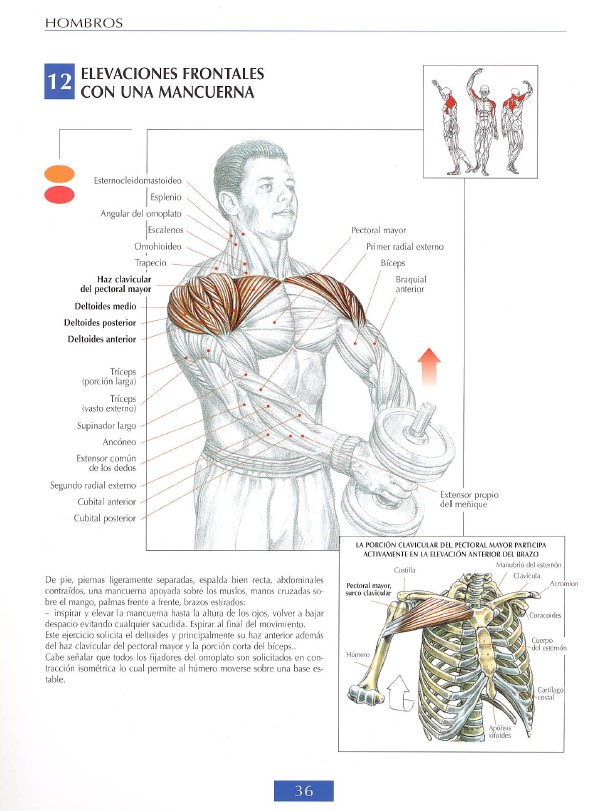 delts modal