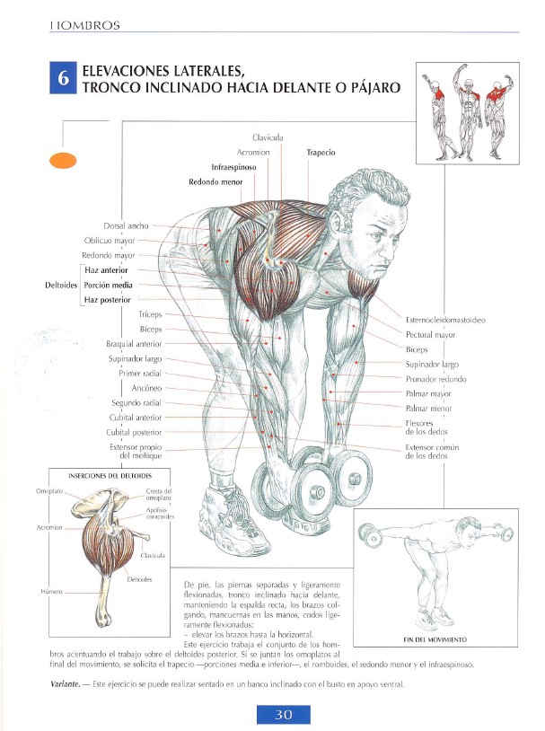 delts modal