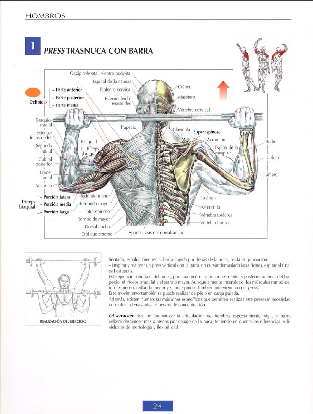 delts modal