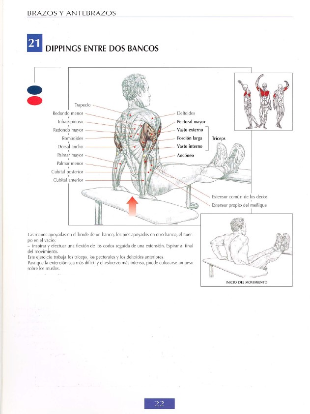 triceps modal