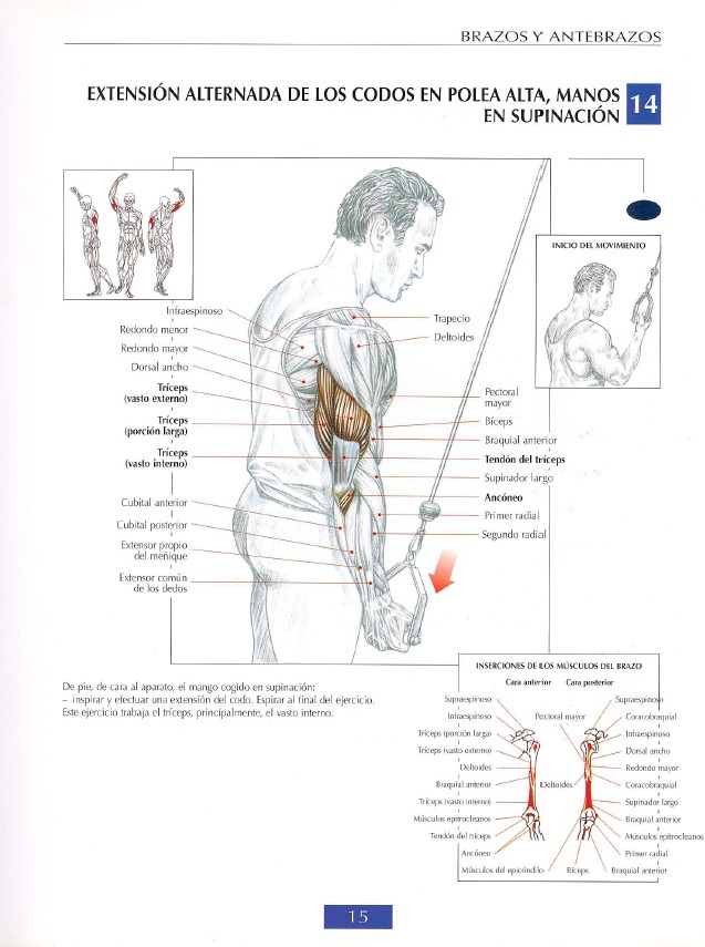 triceps modal