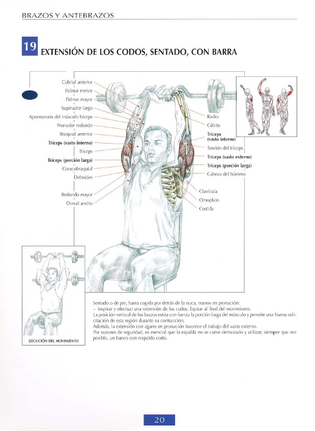 triceps modal