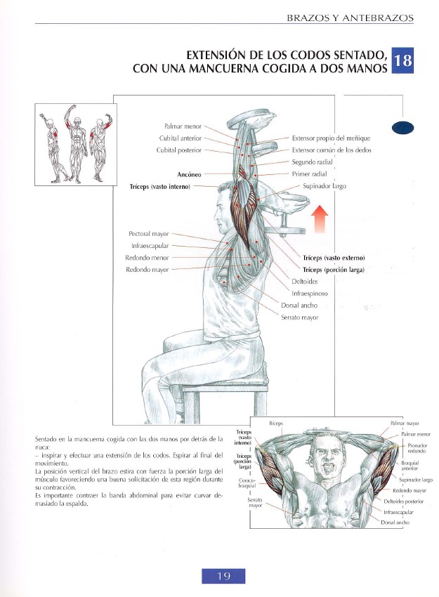 triceps modal