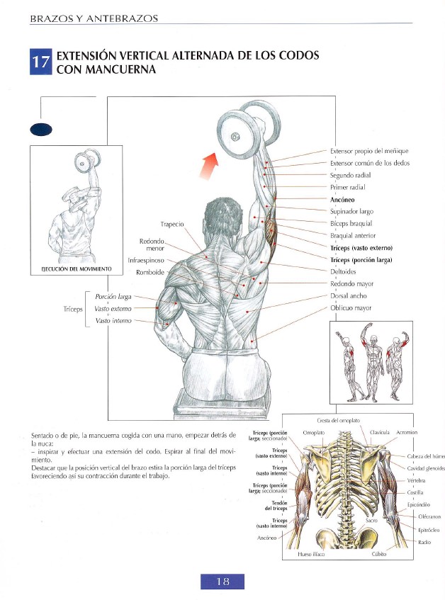 triceps modal