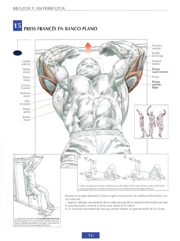 triceps modal