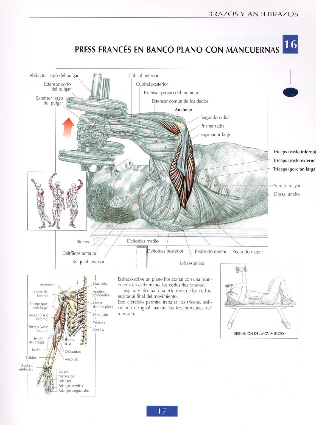 triceps modal