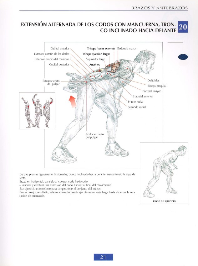 triceps modal