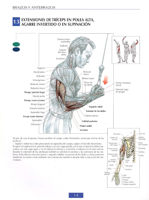 triceps modal