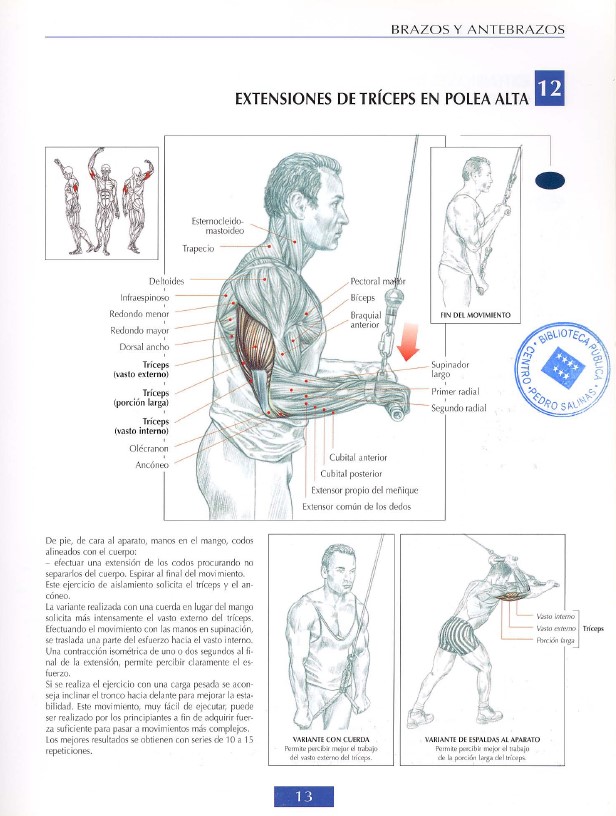 triceps modal