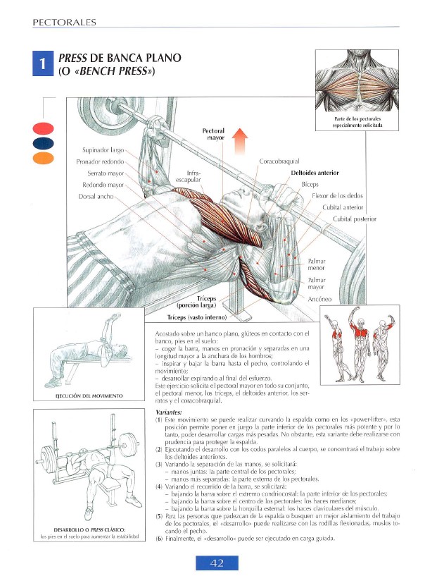 Pecs Modal