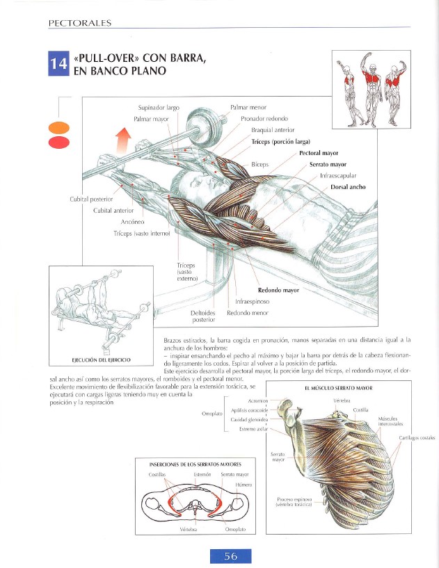 Pecs Modal